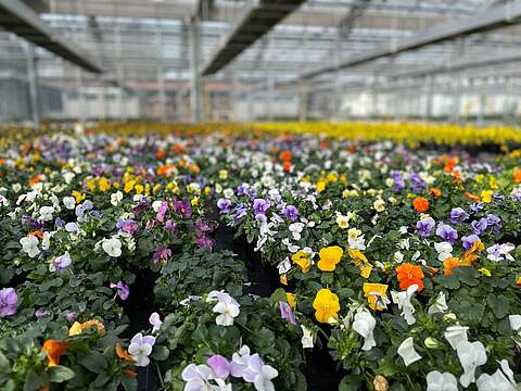 Anzucht in den städtischen Gewächshäusern Frühjahrsblüher in einem Gewächshaus