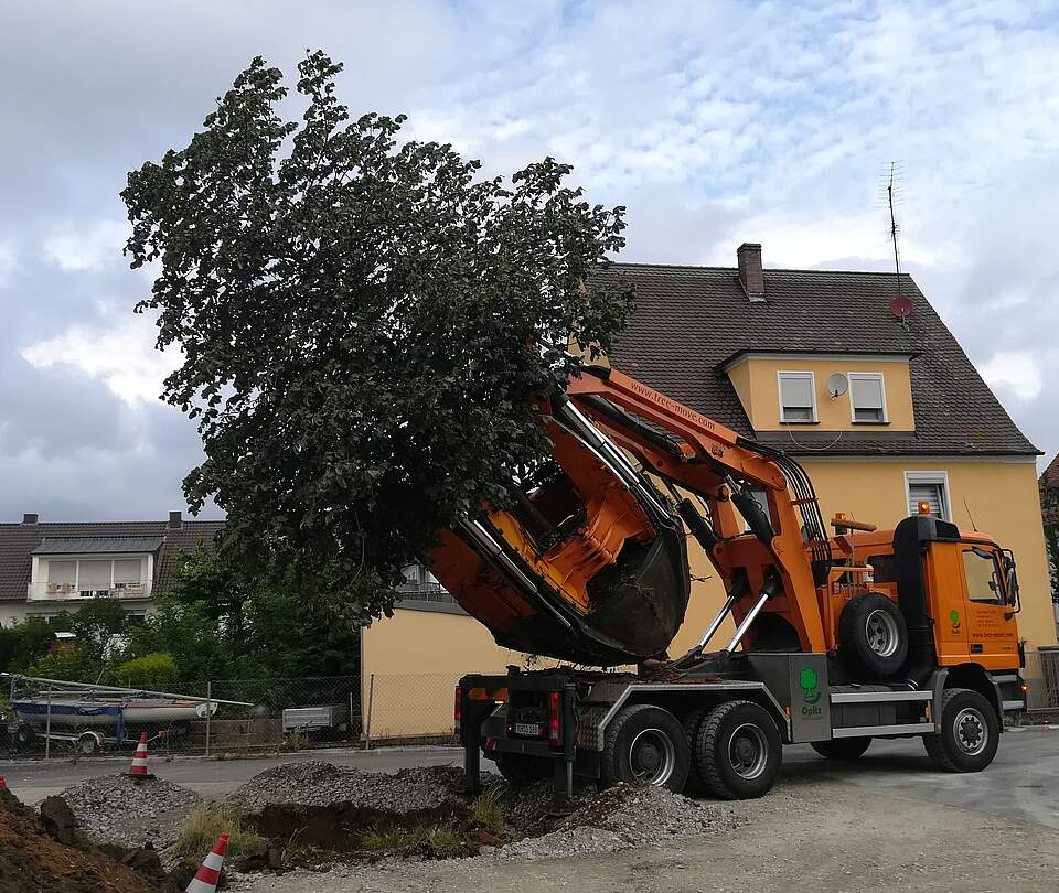 Ein Lastkraftwagen mit Kran hebt einen großen Laubbaum in eine Grube.