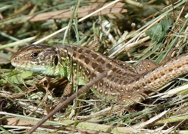 Zauneidechse liegt im Gras