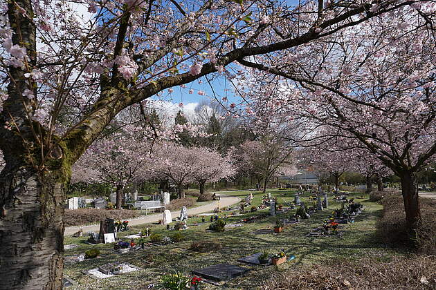 Kirschblüte am Neuen Friedhof mit Gräbern.