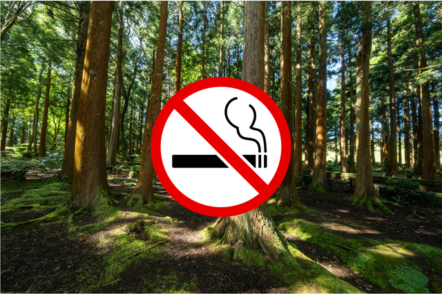 Waldbild mit Rauchverbotsschild