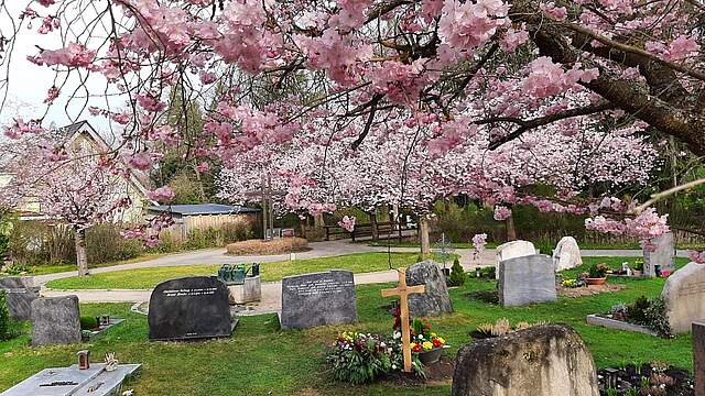 Kirschblüte auf dem neuen Friedhof