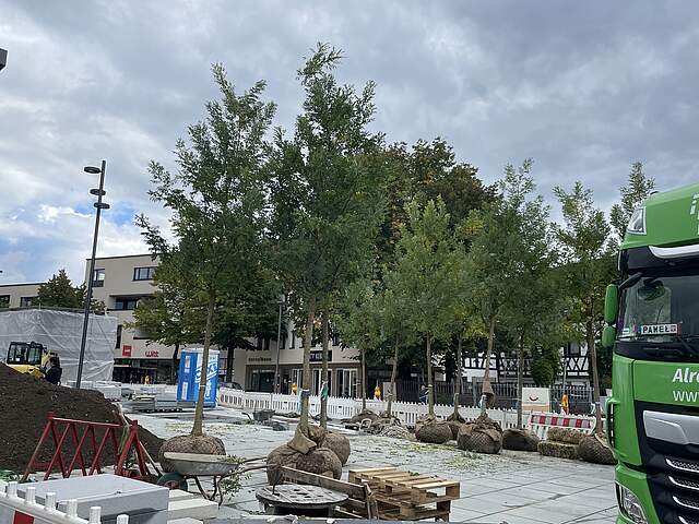 Baumlieferung am Paradeplatz Große Bäume mit noch eingebundenen Wurzelballen warten auf ihren endgültigen Standort an einem Stadtplatz.
