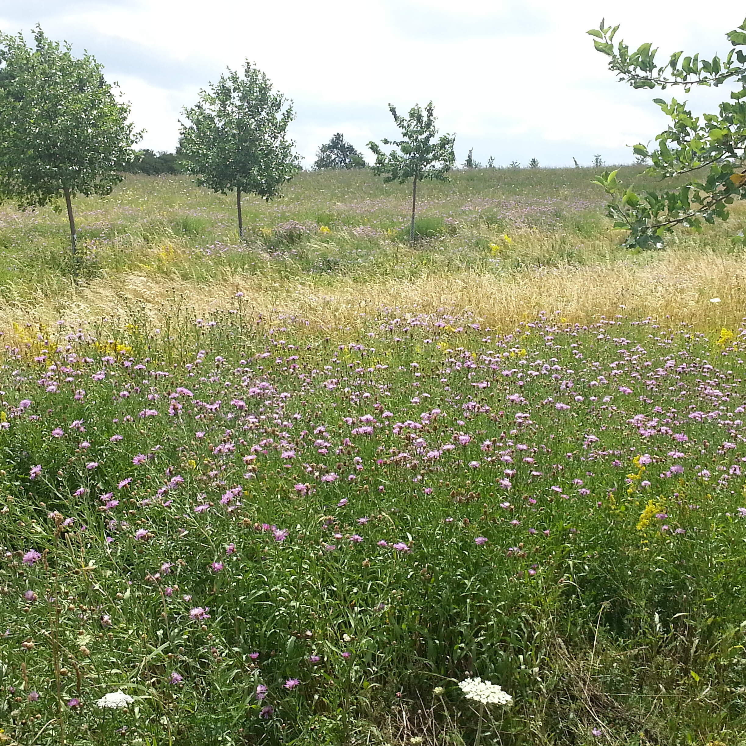 Blütenreiche Wiese im Gebiet "Pfaffensee" bei Kersbach. Eine blütenreiche Blumenwiese mit vereinzelten Bäumen.