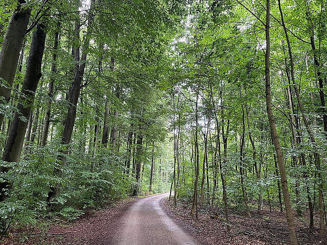 Kellerwald Forchheim Ein Waldweg im Sommer.
