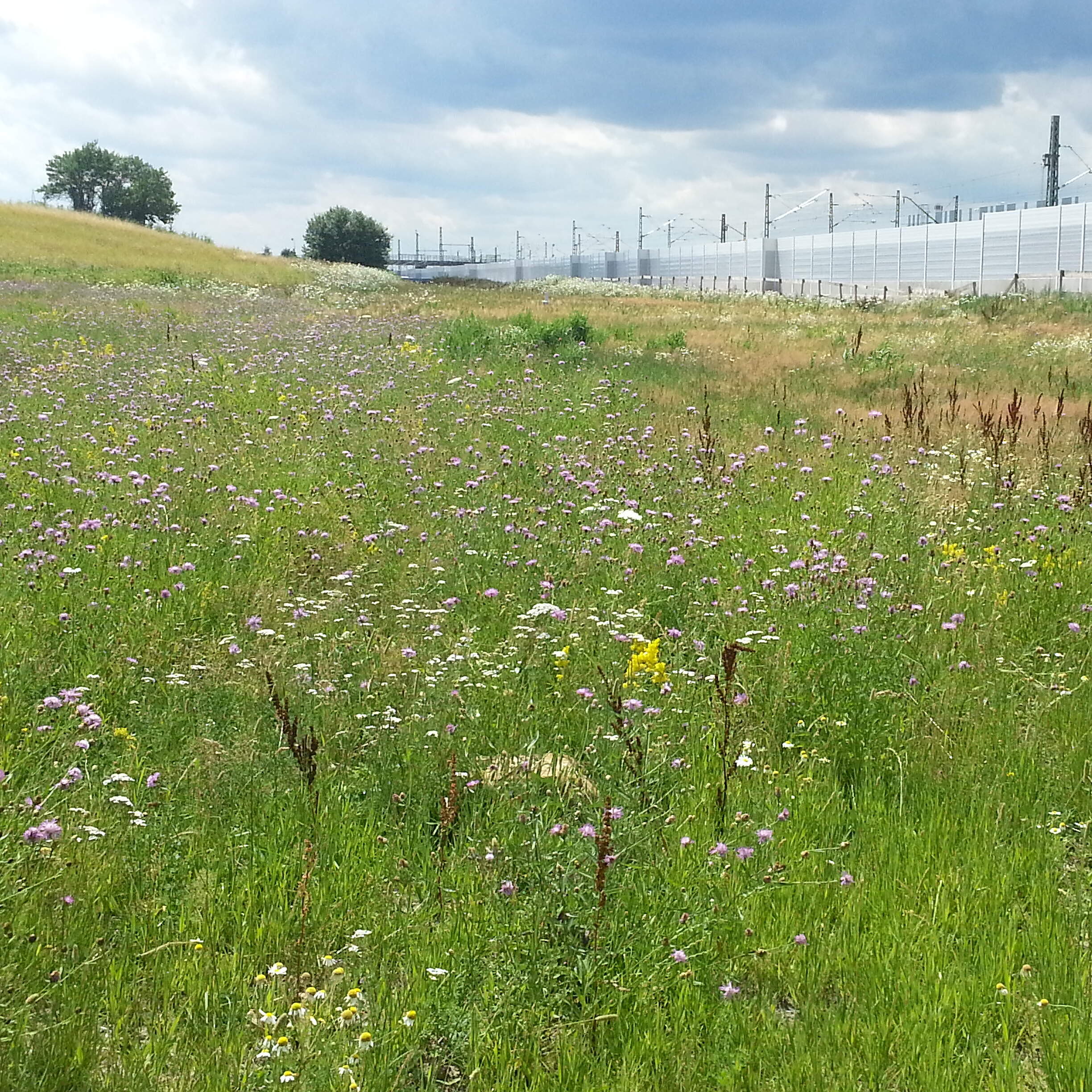 Eine blütenreiche Blumenwiese mit vereinzelten Bäumen. Rechts im Bild sieht man eine Lärmschutzwand der Eisenbahn.