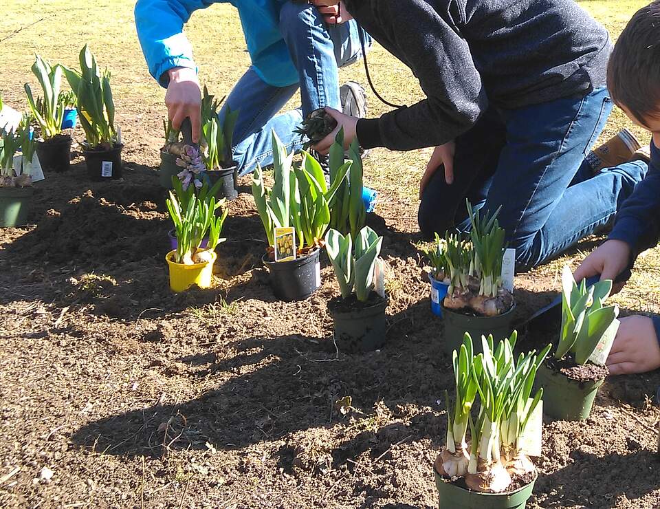 Frühjahrsblüher werdn in einem vorbereiteten Beet gepflanzt.