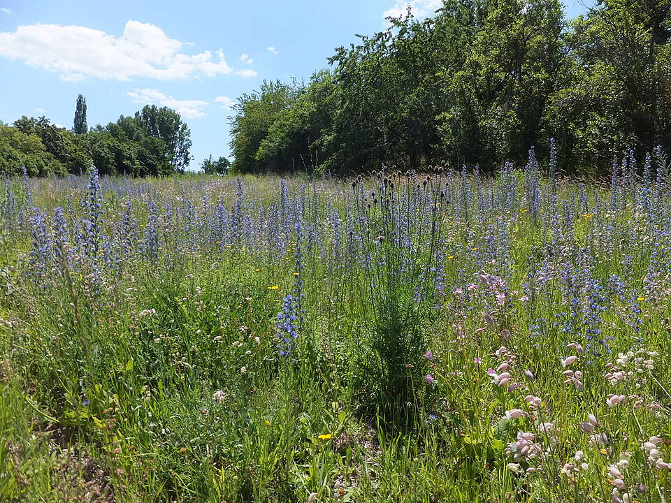 Naturbelassene Blumenwiese mit Bäumen im Hintergrund bei Sonnenschein