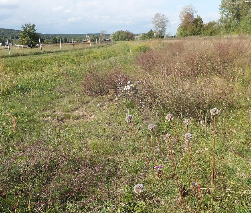 Sandlebensraum am Kanal im Norden Forchheims Eine naturbelassenen Wiese mit Blumen. Ein Drahtzaun trennt die Nachbarfläche.