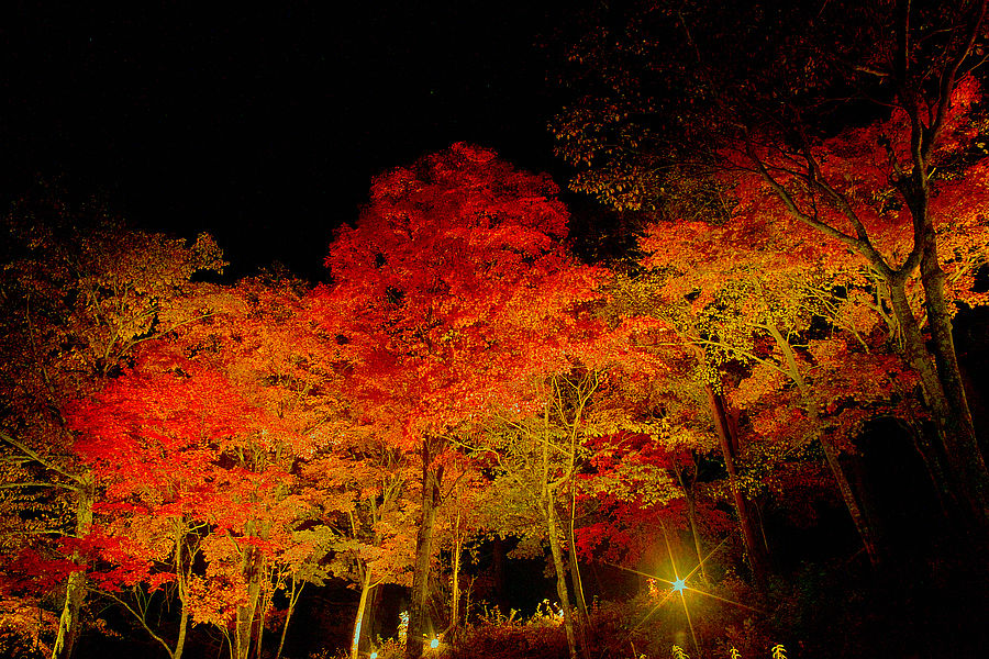 Von unten beleuchtete Ahornbäume in der Nacht.