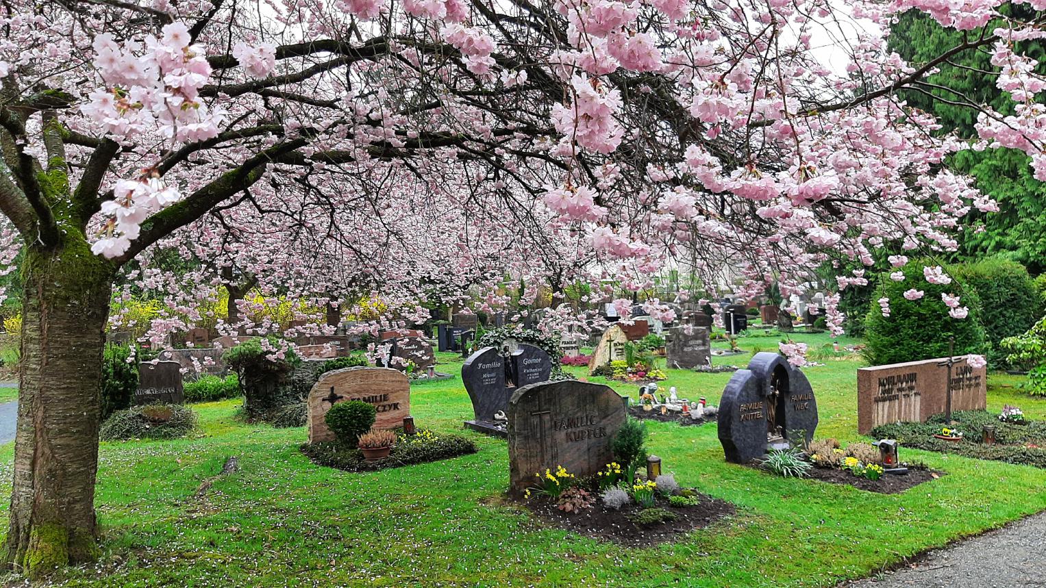 Kirschblüte auf einem Friedhof im Bereich der Erdgräber