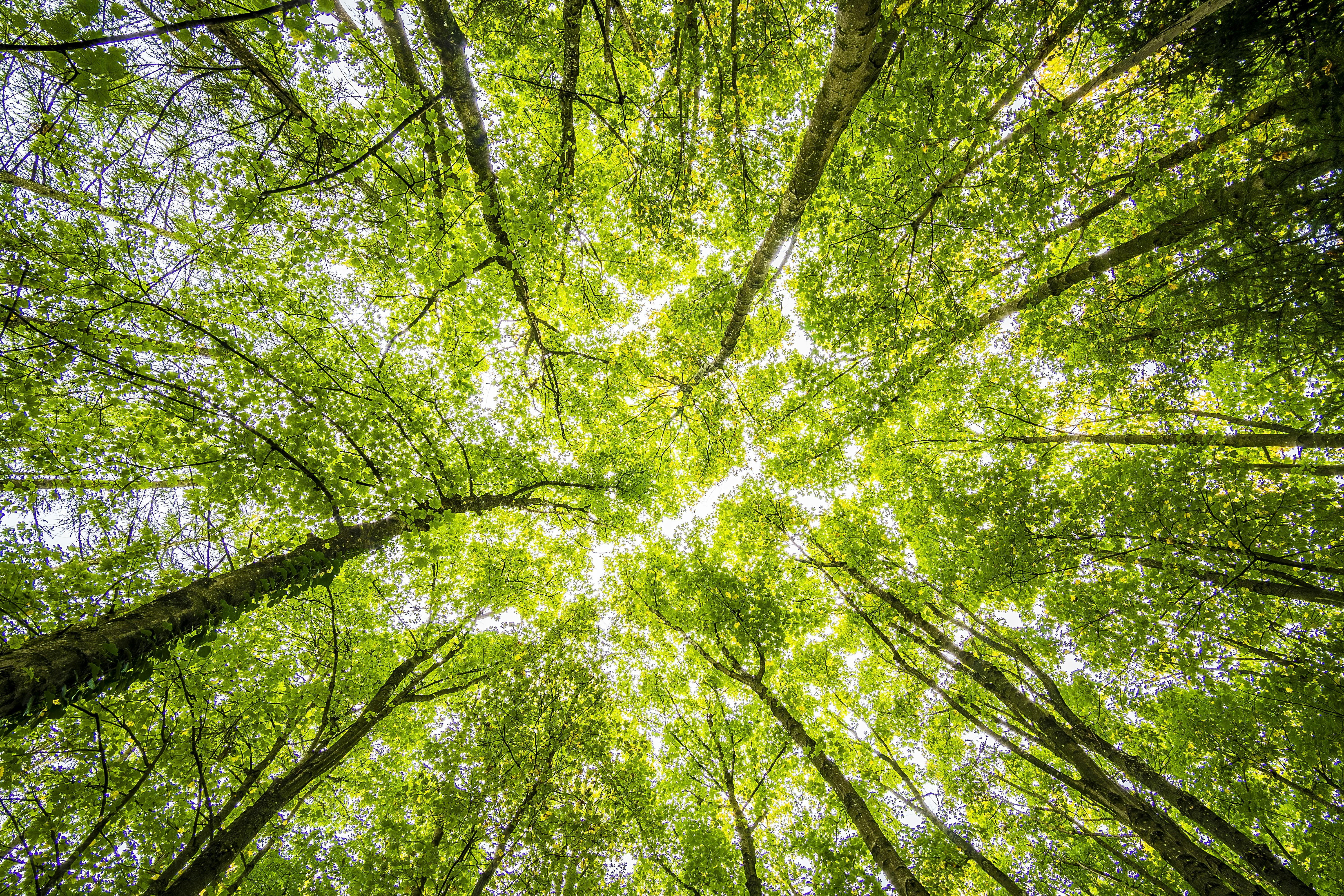 Wald Baumkronen von unten